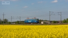 PORTRETOWO