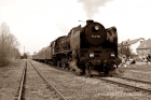 Petucha z 55108