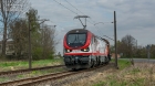 ORLENOWY GAMOŃ