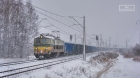 ŚNIEŻYCA ŚNIEŻYCA